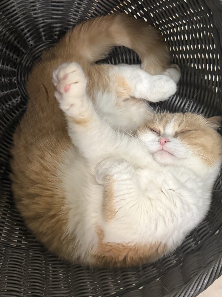Cream and White British Shorthair Maggie sleeping in her cat bed with her paws raised in the air