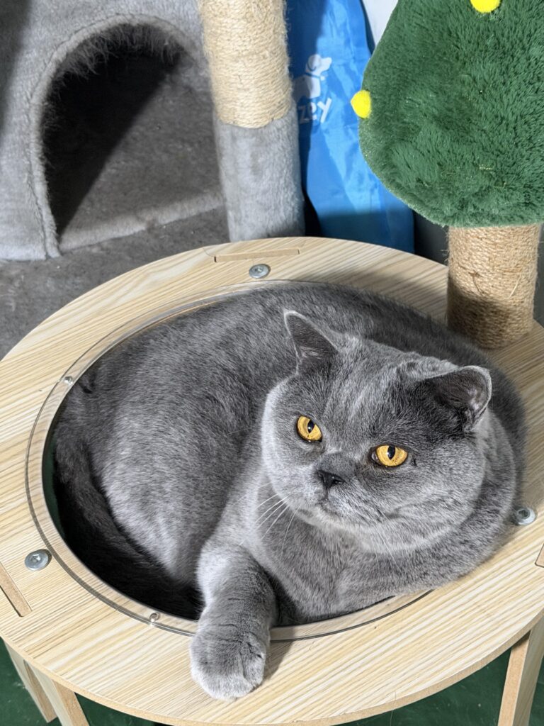 Richie the Blue British Shorthair cat curled up and filling the entire space of a clear space capsule cat bed
