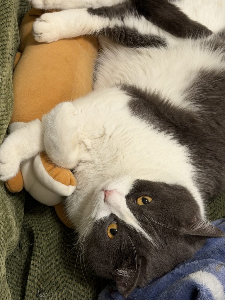Toby the Blue and White British Shorthair cat napping while hugging his favorite plush pillow at Whisk and Purr