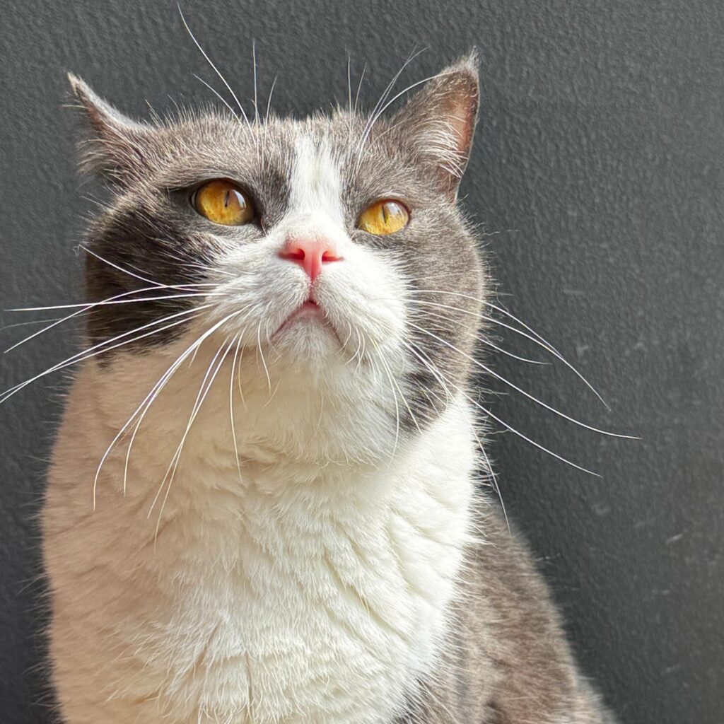 A British Shorthair cat named Toby sitting by the window, focused on birds flying outside in the soft daylight.