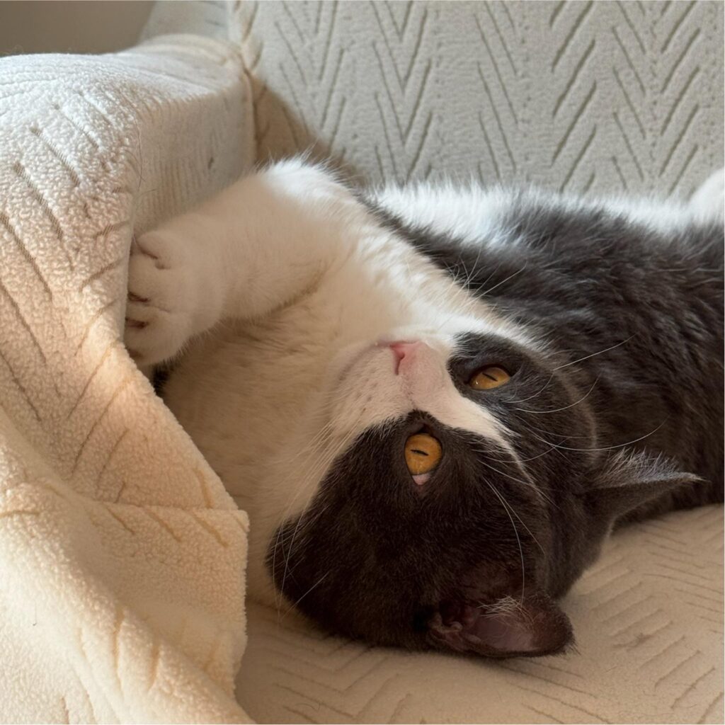 Toby the blue-grey cat rolling playfully on a cozy sofa, showing his belly in a relaxed home setting.