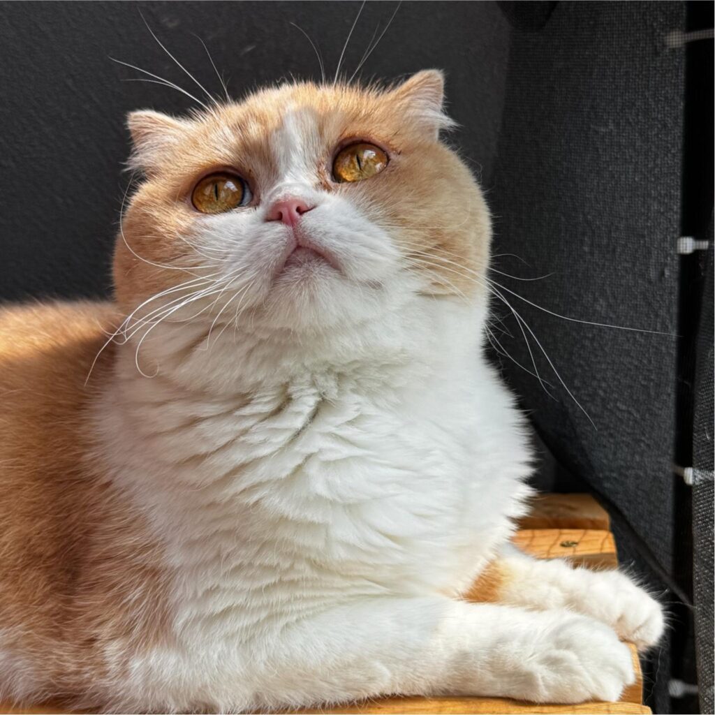 Maggie the cat peeking toward the kitchen, curious about the sounds of baking and cooking.