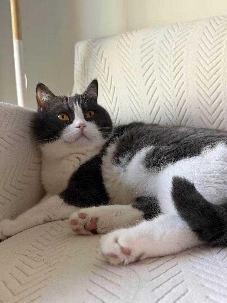 Toby the tuxedo cat, resident supervisor of Whisk and Purr, relaxing on a white textured sofa