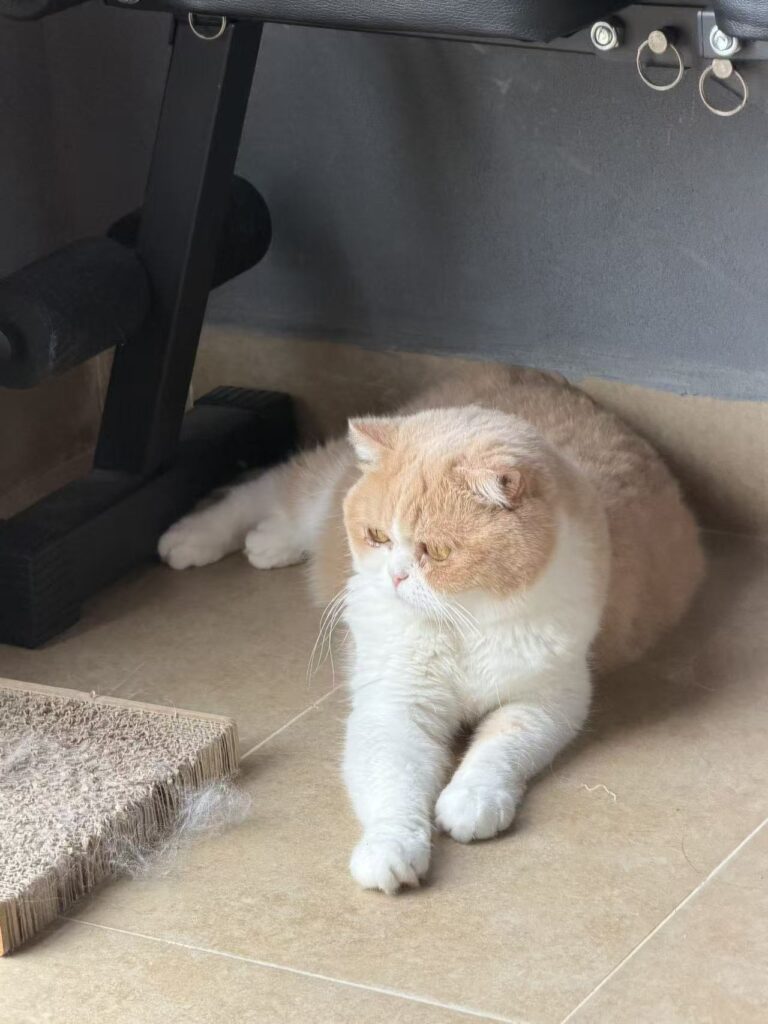 Maggie lounging on the floor during a baking break